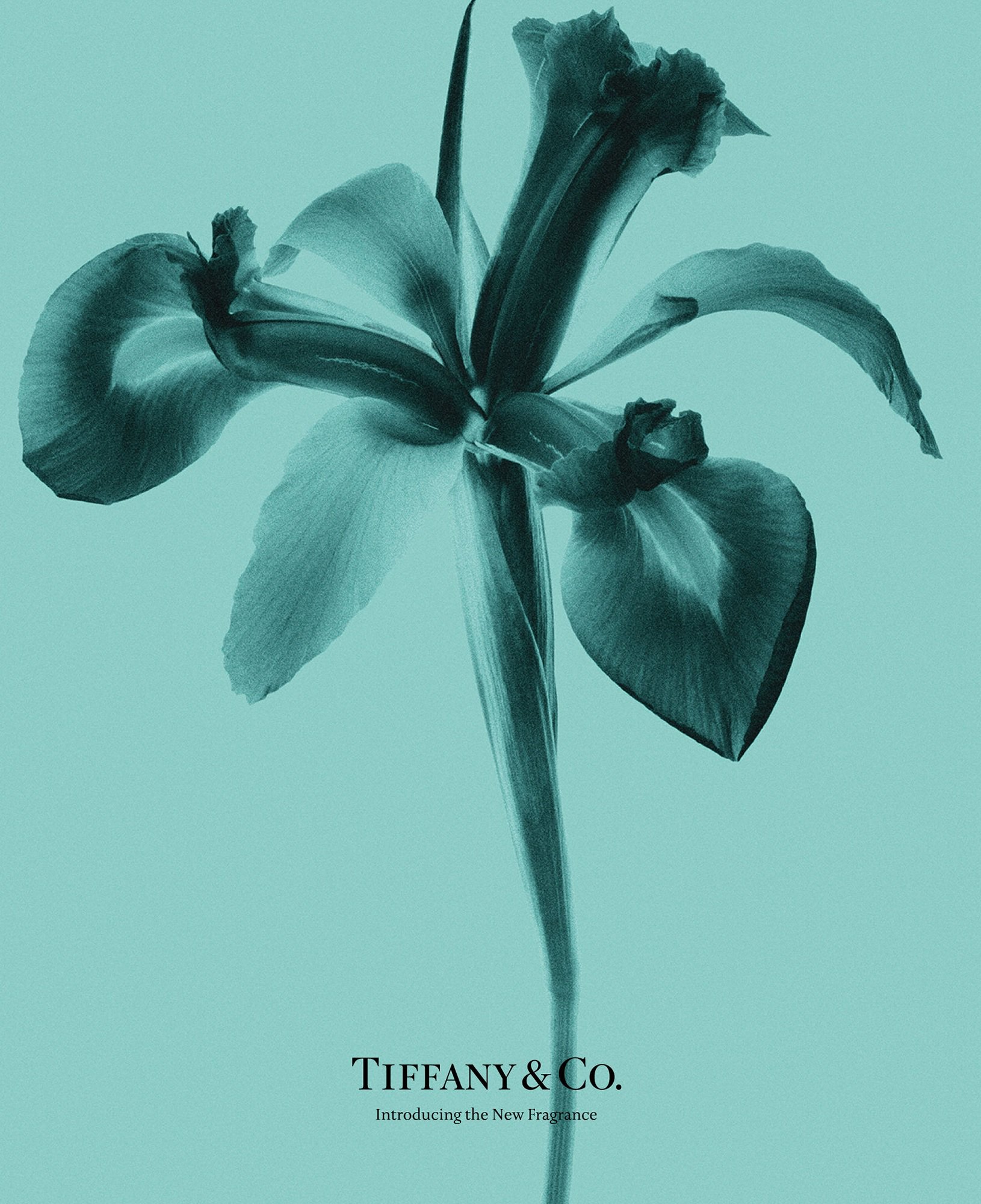 Аромат Tiffany & Co Intense
