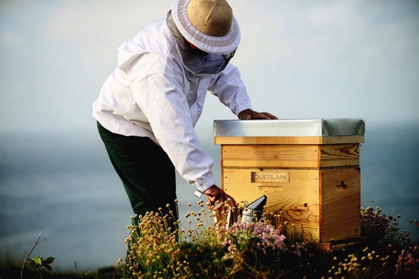 Guerlain делает ставку на прозрачность благодаря Bee Respect